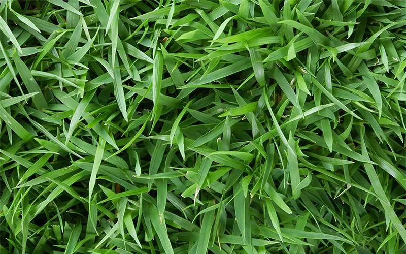 Hình cận cảnh Zeon Zoysia