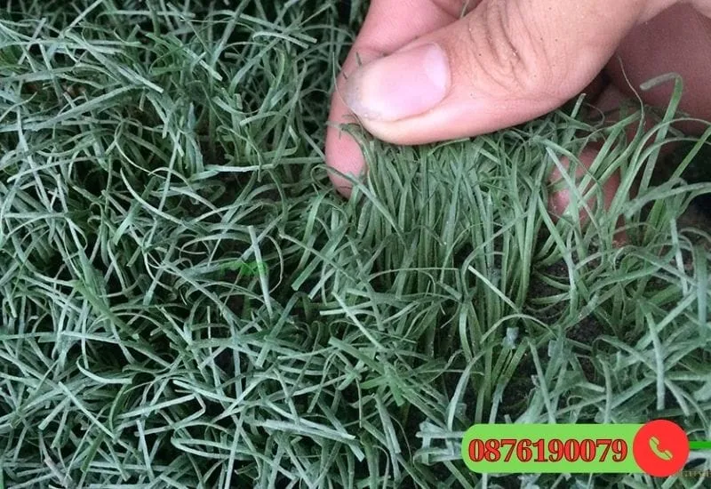 Thảm cỏ nhân tạo sân bóng đá thanh lý
