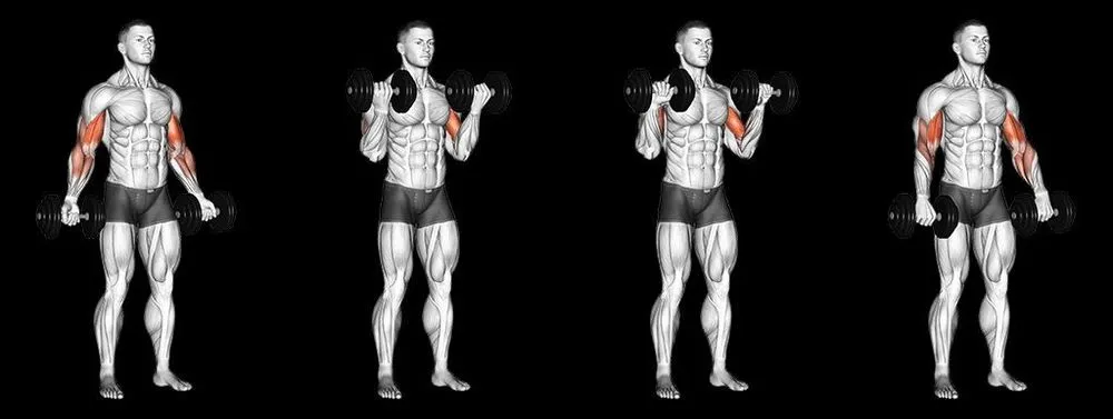 Cách làm bắp tay to ra nhờ bài tập Zottman Curl