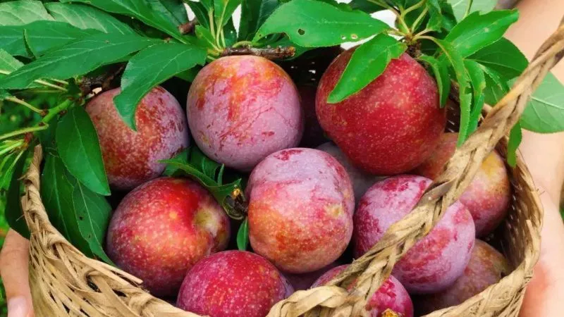 Ăn mận Bắc có giảm cân không?