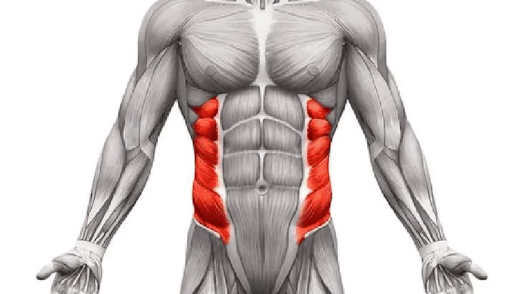 Cơ liên sườn đóng vai trò quan trọng trong hô hấp