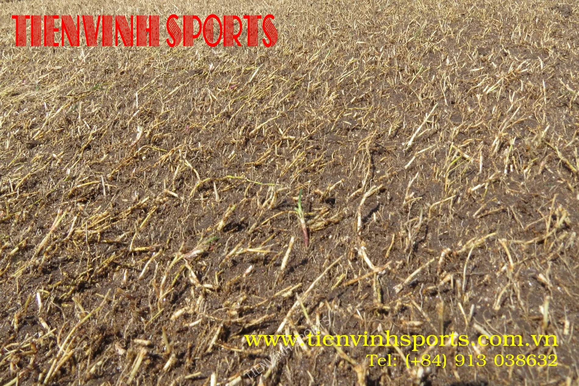 trng_c_bermuda_sn_bng_